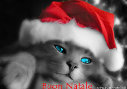 Immagini natalizie: Gatto